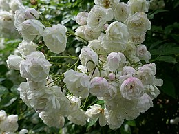 'Princesse Louise', Jacques 1829 R. sempervirens × 'Old Blush'