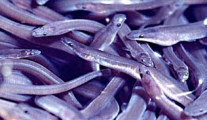 Young American eels (Anguilla rostrata)