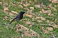 * Nomination Black redstart (Phoenicurus ochruros) at Ichkeul NPI, the copyright holder of this work, hereby publish it under the following license:This image was uploaded as part of Wiki Loves Earth 2024. --El Golli Mohamed 22:12, 5 July 2024 (UTC) * Promotion Good quality. --ReneeWrites 23:36, 5 July 2024 (UTC)