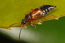 Бродячий жук - виды Pelecomalium?, Брайтон-Бич, Дип-Коув, Британская Колумбия.