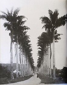 Foto em preto e branco da Rua das Palmeiras em 1905.