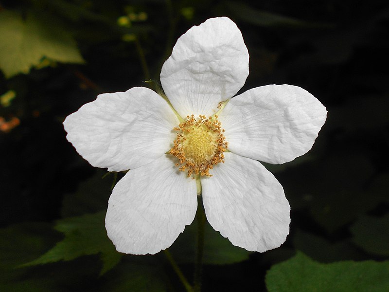 File:Rubus parviflorus 2017-05-23 0877.jpg