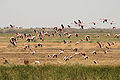 Flamands roses au Sénégal