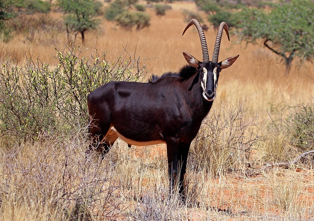 Sable antelope (Hippotragus niger) adult male.jpg