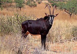 Juodoji antilopė (Hippotragus niger)