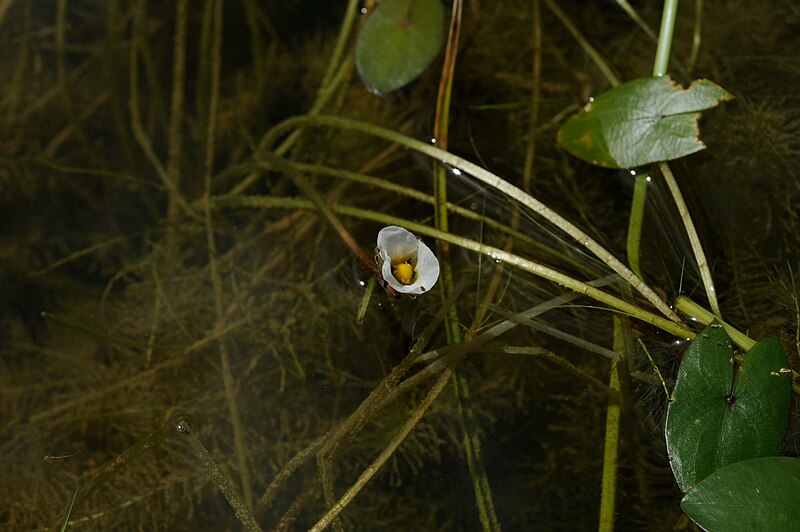 File:Sagittaria guayanensis (2) (16931656563).jpg