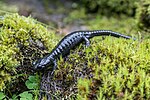 Miniatuur voor Echte salamanders