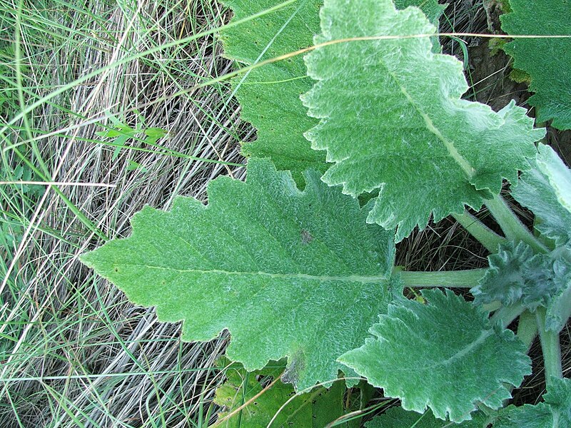 File:Salvia aethiopis leaves.JPG