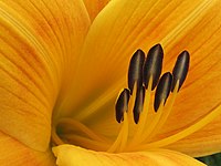 Hemerocallis lilioasphodelus (English: Yellow Day Lilly).