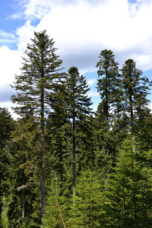 13 Most Common North American Pine Species