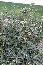 Vignette pour Sarcococca orientalis