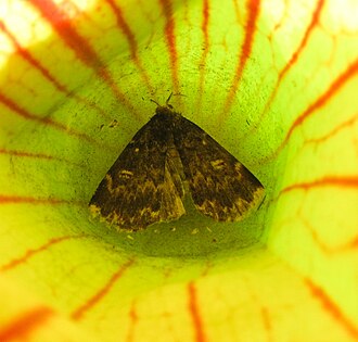 Trapped in Sarracenia purpurea Sarracenia. Idia. closeup.jpg