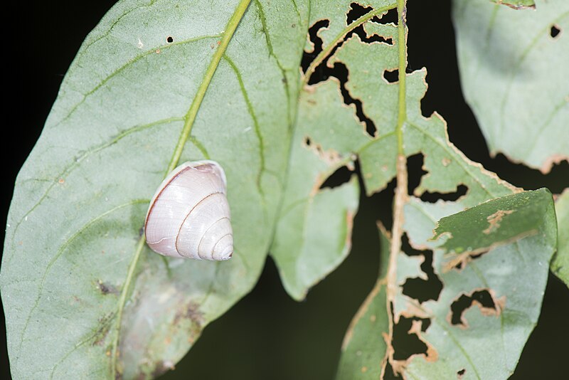 File:Satsuma sp. (37595393642).jpg