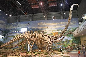 Skjelettrekonstruksjon av Mamenchisaurus youngi i Zigong Museum