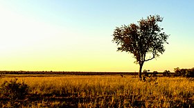 Savanna - Wikipedia