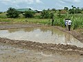 Sawah rice cultivation in inland valleys in Ashanti region, Ghana - panoramio (20).jpg