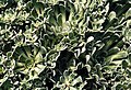 Saxifraga paniculata 'Mt Maglic'