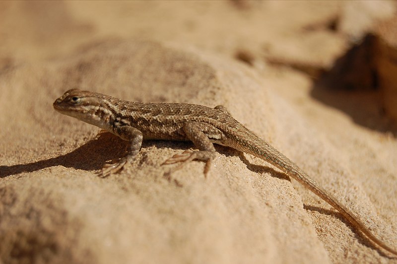 File:Sceloporus occidentalis bocourtii flikcr.jpg