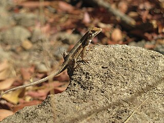 <i>Sceloporus siniferus</i> Species of lizard