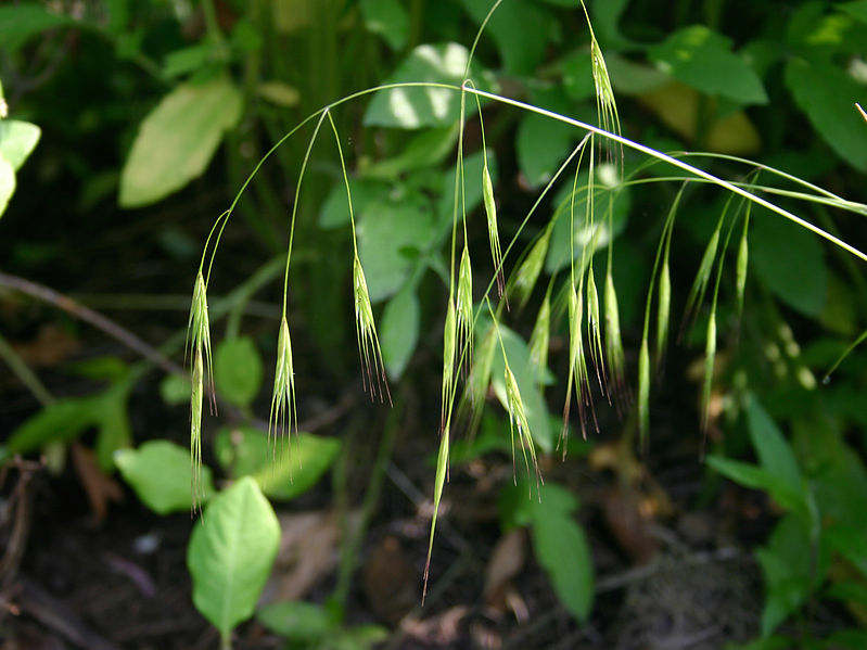 File:Schizachne purpurascens flowers 001 (4×3).jpg