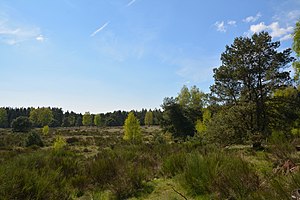 Schleswig-Holstein, Bark, Wittenborner Heide NIK 6069.jpg