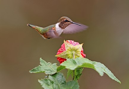 Selasphorus scintilla (Scintillant hummingbird) hovering, 1 of set of 3