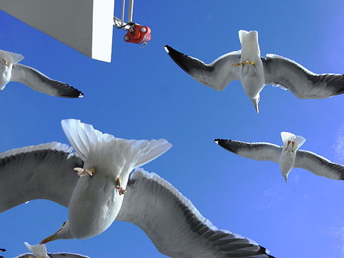 Seagulls flying around a ferry to Texel island, in the Netherlands