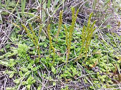 Selaginella helvetica