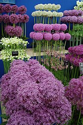 Selection of cultivated Alliums displayed at the 2011 show. Selection of cultivated Alliums.jpg