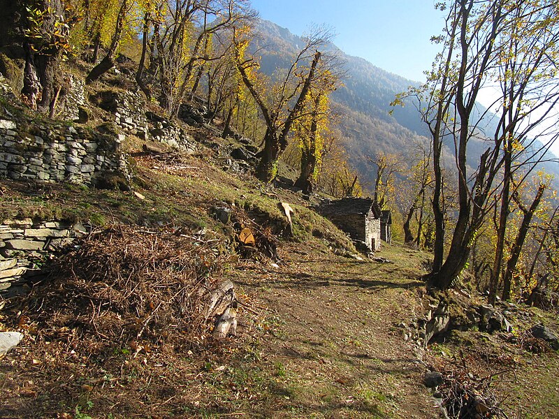File:Selva Castanile (chestnut) Ticino.jpg
