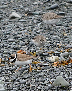 Semipalmated Plovers (Charadrius semipalmatus)