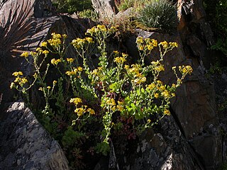 <i>Senecio nigrescens</i>