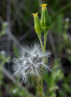 <i>Senecio aphanactis</i> Species of flowering plant