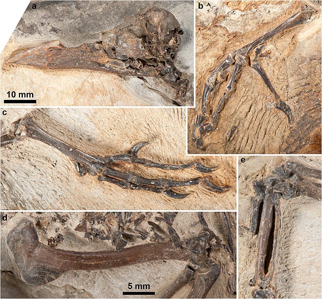 File:Septencoracias anatomy.jpg