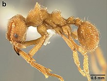 Sericomyrmex radioheadi Arbeiter (seitlich) .jpg