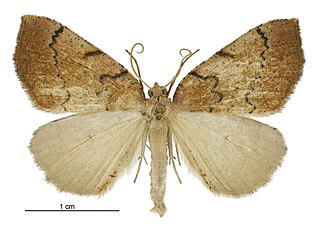 <i>Sestra humeraria</i> Species of moth