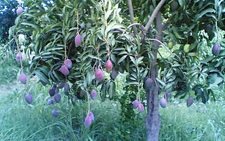 <span class="mw-page-title-main">Shan-e-Khuda</span> Mango cultivar