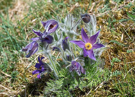 Pulsatilla vulgaris at the Kuhschellenwiese Sierning, Upper Austria Photograph: User:Isiwal