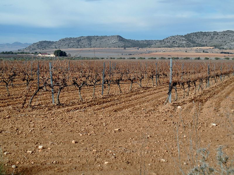 File:Sierra de Salinas. Viñas y sierra 1.jpg