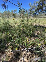 Sigesbeckia orientalis habit.jpg