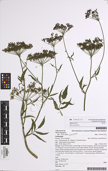 File:Sium sisarum L. (AM AK356213).jpg