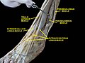 Muscles de la loge latérale de la jambe (dissection).