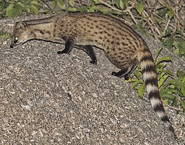 Small Indian Civet (cropped).jpg