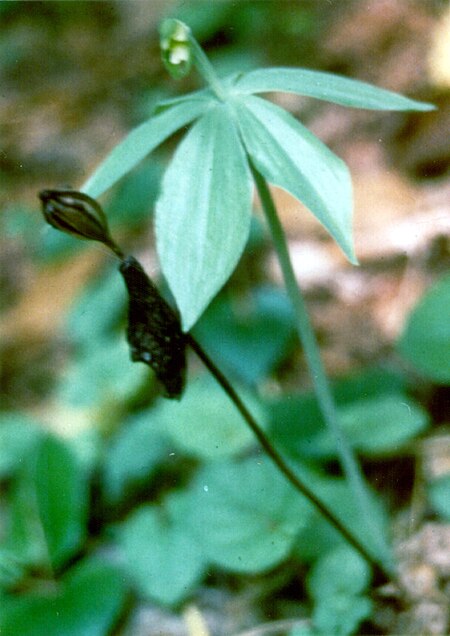 Tập_tin:Small_whorl_pogonia.jpg