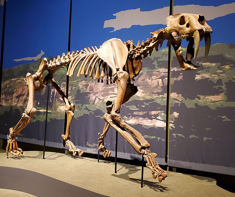 Smilodon - Wikipedia