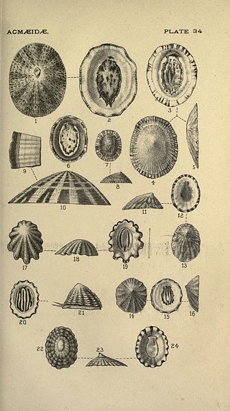 File:Snails shells - illustration 1891.JPG