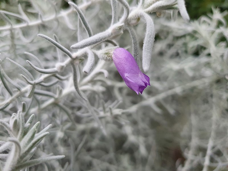 File:Snowy lone violet purple blossom.jpg