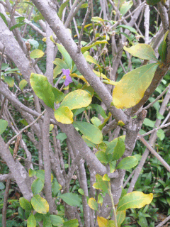 <i>Solanum conocarpum</i> species of plant