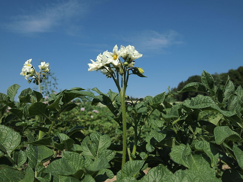 File:Solanum tuberosum Duke of York (03).jpg