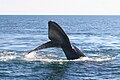 Southern right whale9.jpg